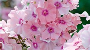 Rosa 'Pastell' - credit all pictures: Floramedia Database